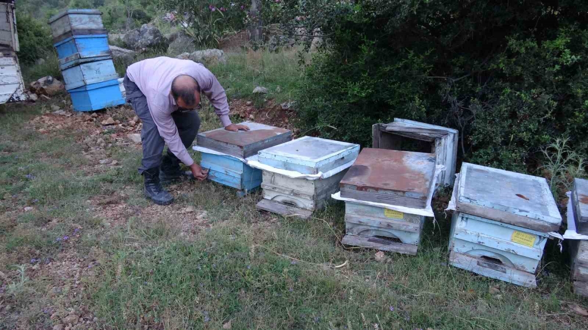 Keven ve kekik balı için yayla yolculuğu başladı