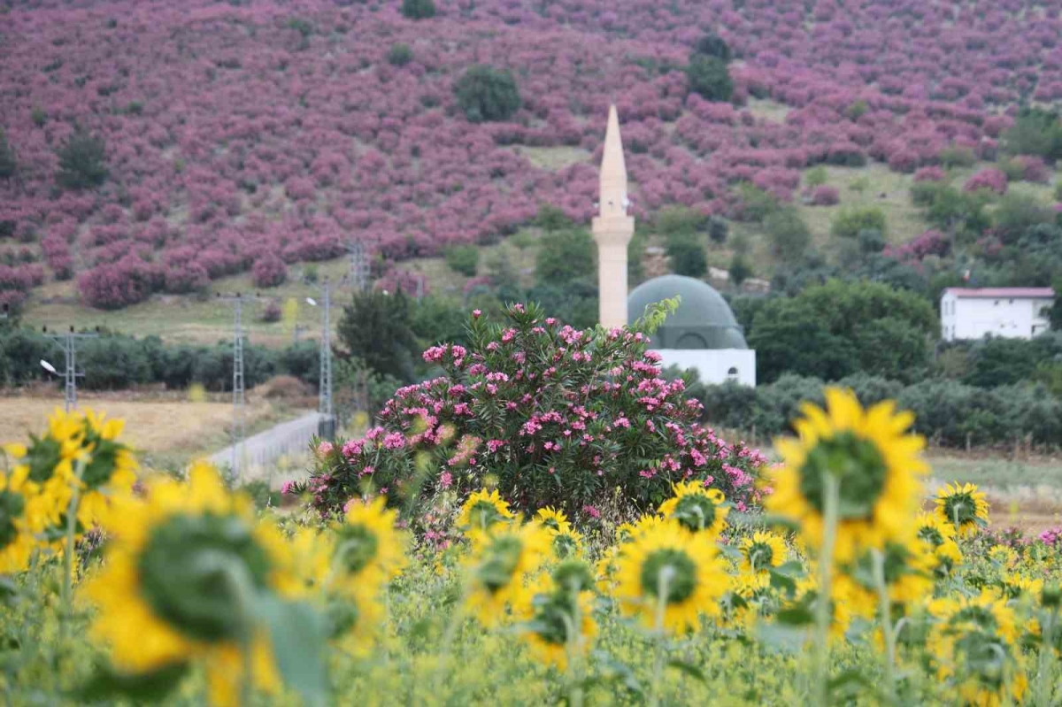 Kozan’da dağlar pembeye, ova günebakanlarla sarıya büründü