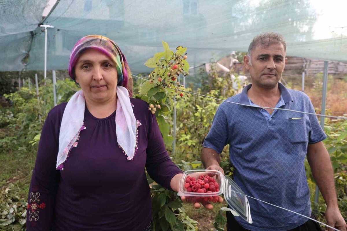 Saimbeyli’de ilk kez yetiştirdi, kilosunu 500 liradan satıyor

