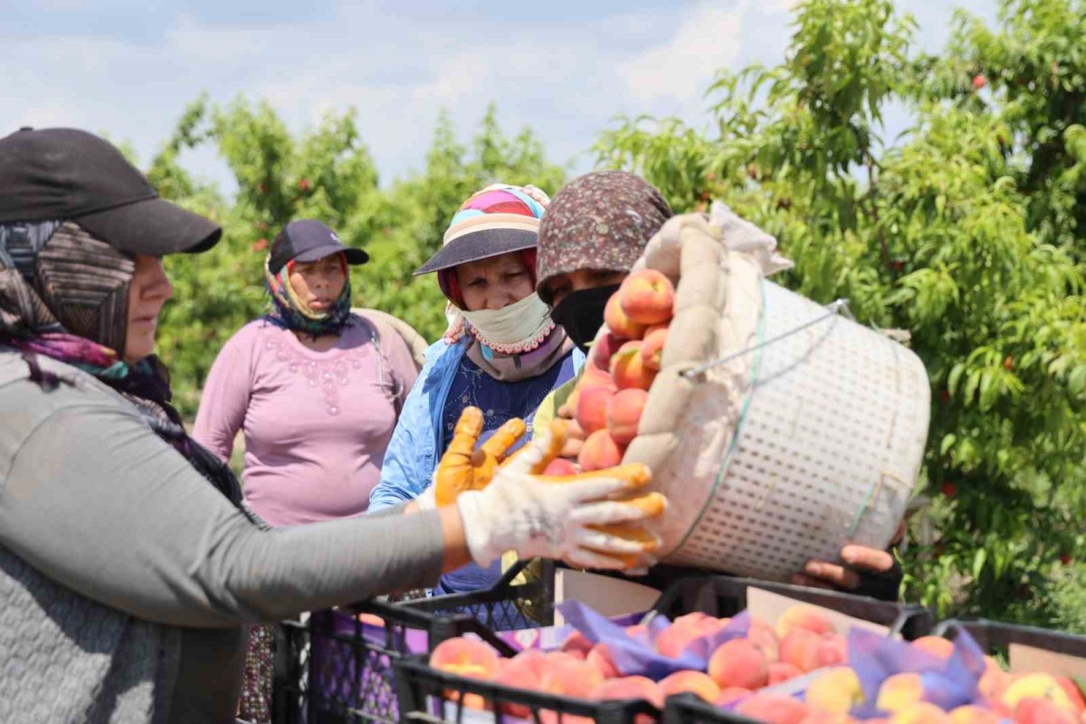 Adana’da erkenci şeftali hasadı başladı: Bahçede kilogramı 10-20 TL