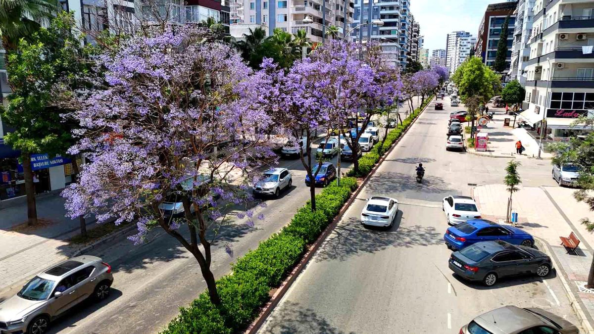 Adana’da jakarandalar çiçek açtı, kent mor renge büründü
