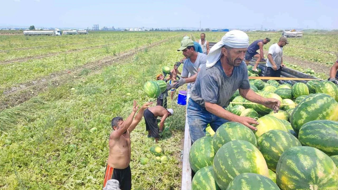40 derece sıcakta karpuz işçilerinin ekmek mücadelesi
