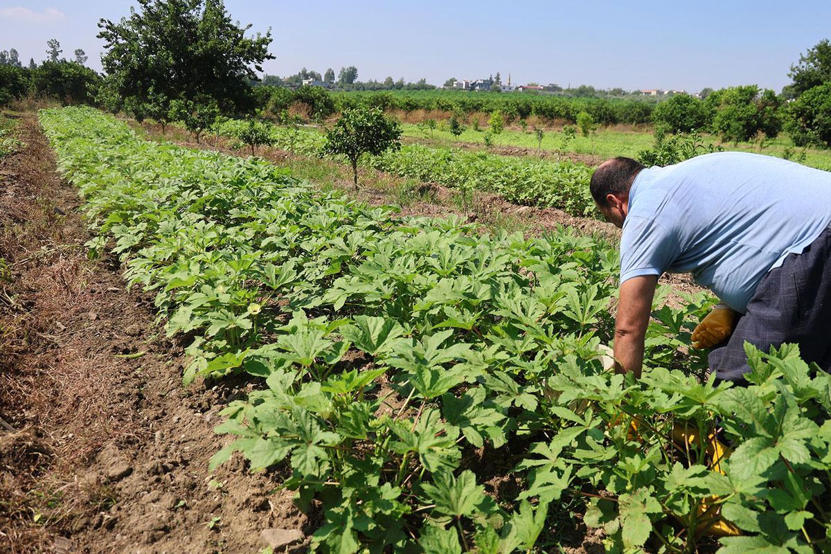 Kozan’da bamya hasadı başladı, tarlada kilosu 150 TL
