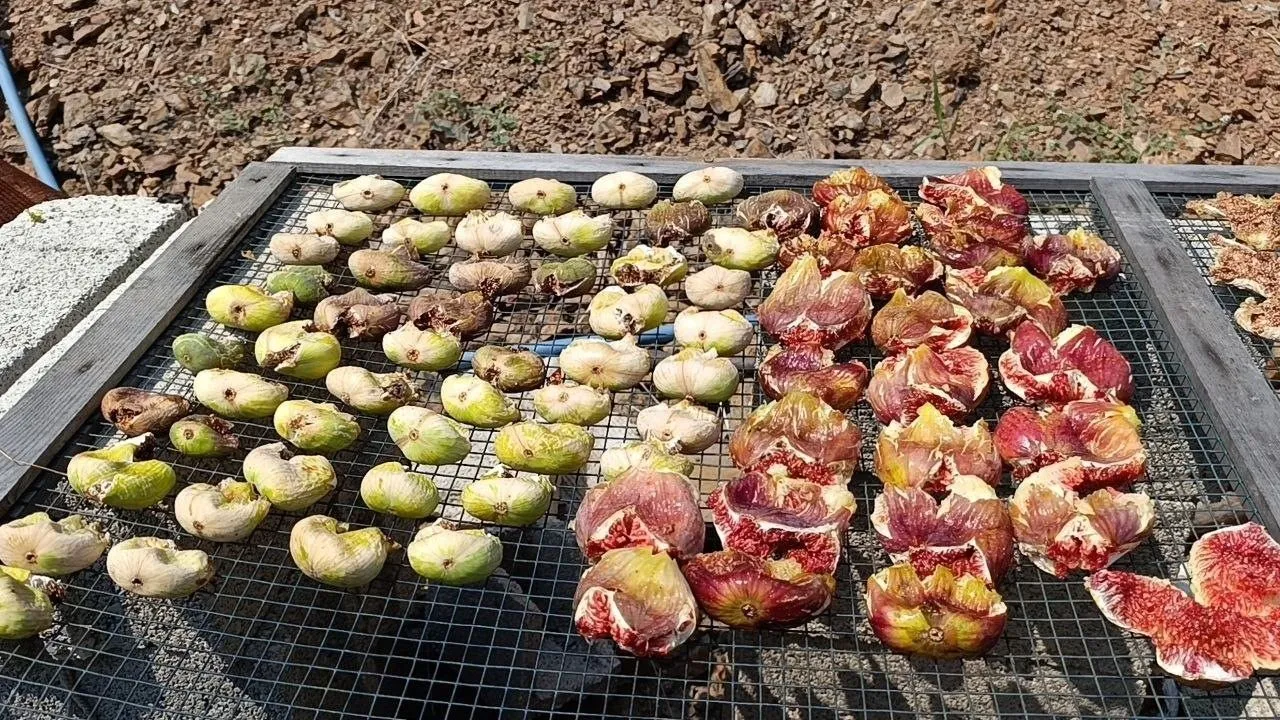 Kozan’da incir hasadı başladı
