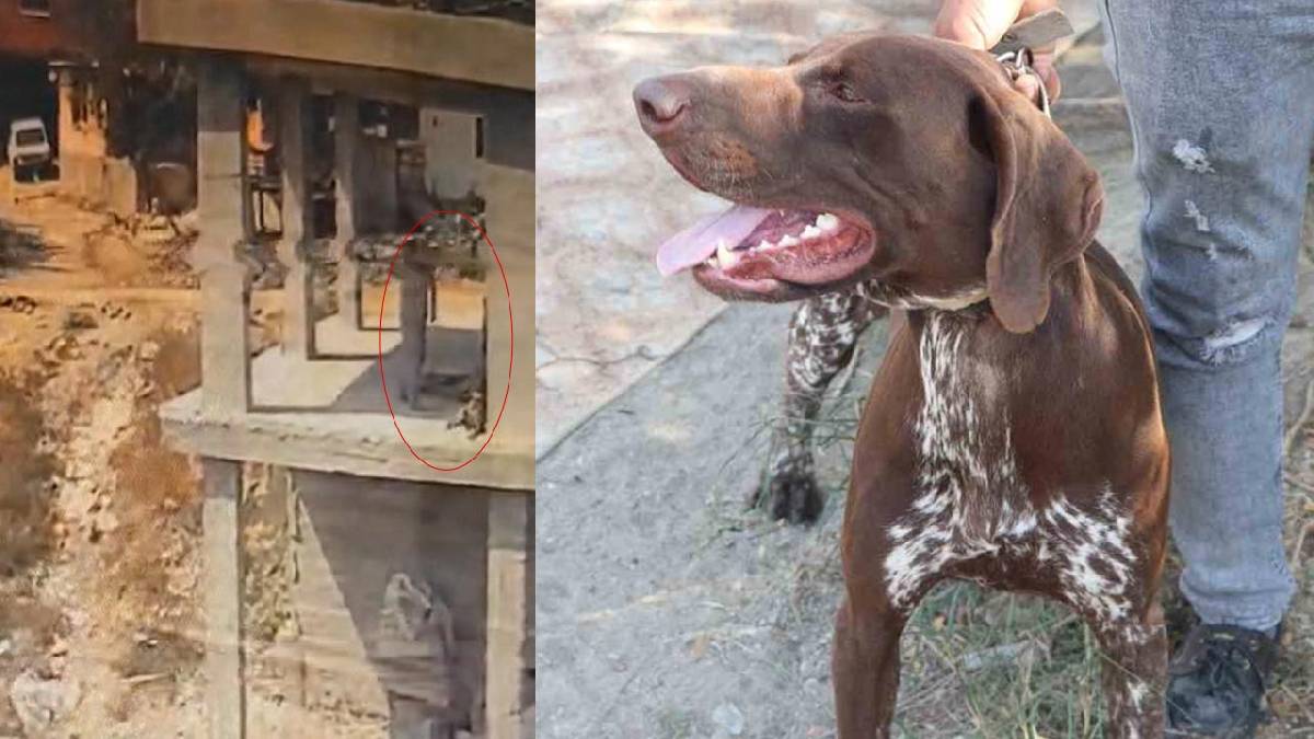 Adana’da köpeğe sopayla şiddet güvenlik kamerasında
