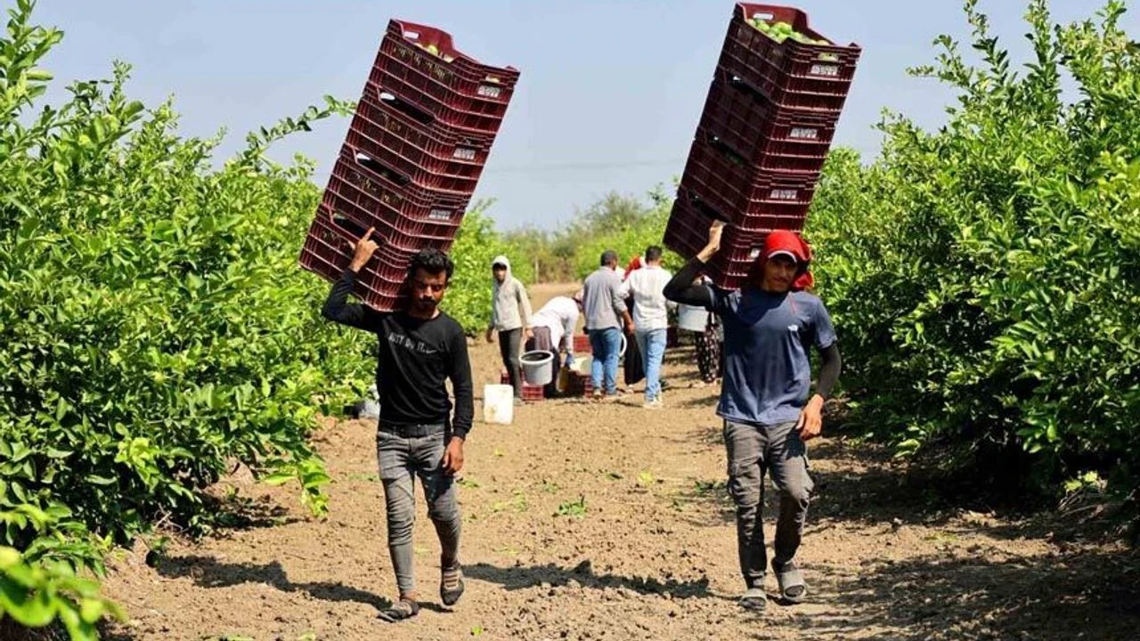 Çukurova’da tarım işçisi yevmiyeleri bin 613 lira oldu